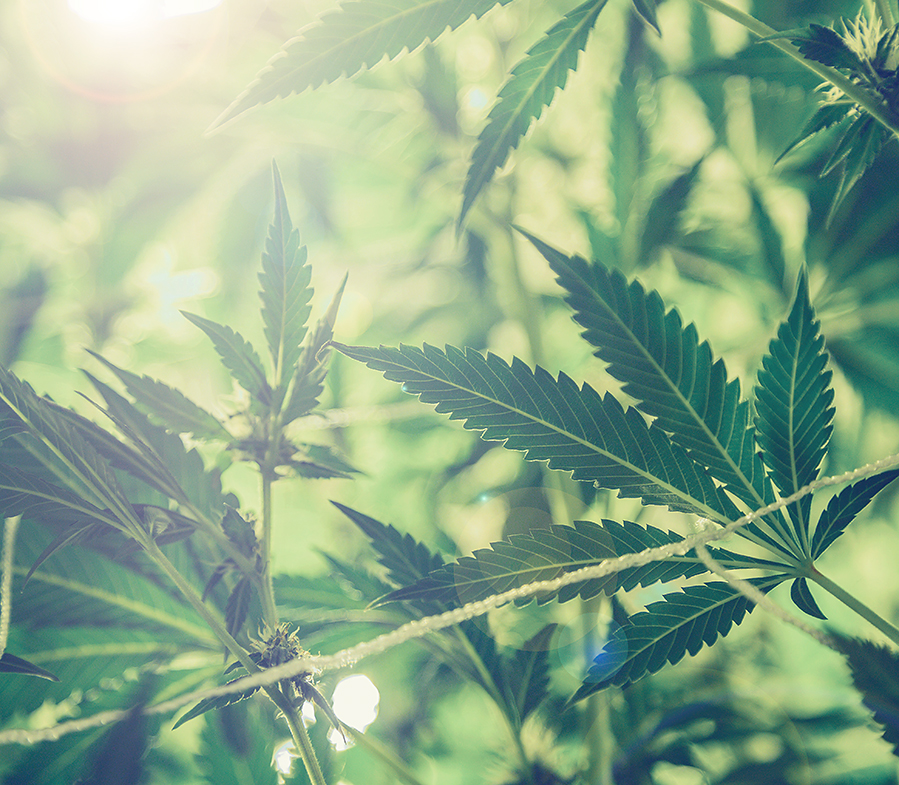 Cannabinoide3.jpg